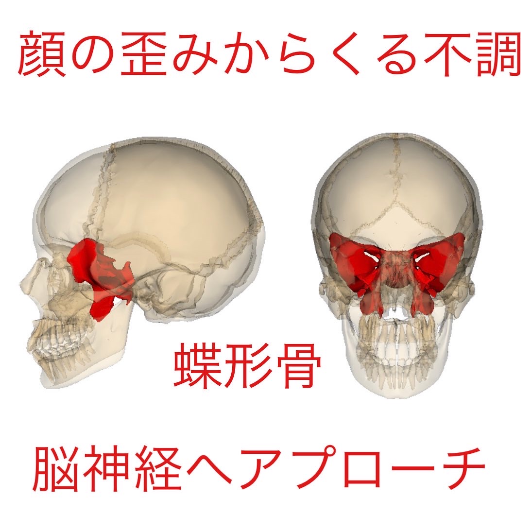顔面からくる不調蝶形骨 | 一般社団法人脳疲労快復メディカル